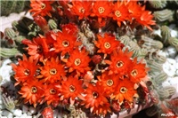 b5a9d8b1-IMG_5242 kaktus.jpg